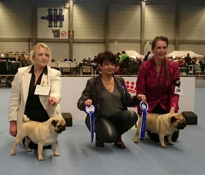 De La Gloire De Febus - BLONDA - CHAMPIONNE DE BELGIQUE !!! 