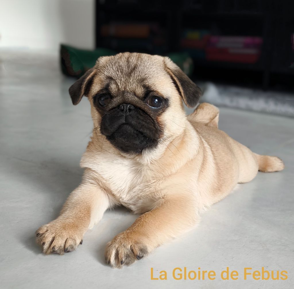 De La Gloire De Febus - Chiot disponible  - Carlin