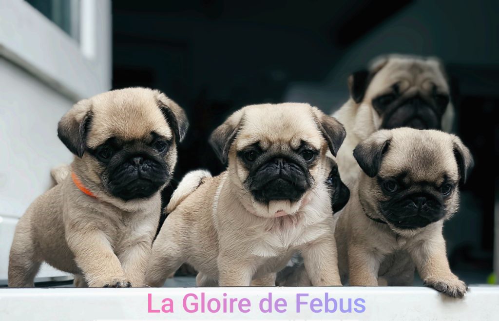 chiot Carlin De La Gloire De Febus