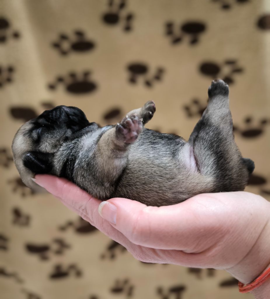 De La Gloire De Febus - Chiots disponibles - Carlin