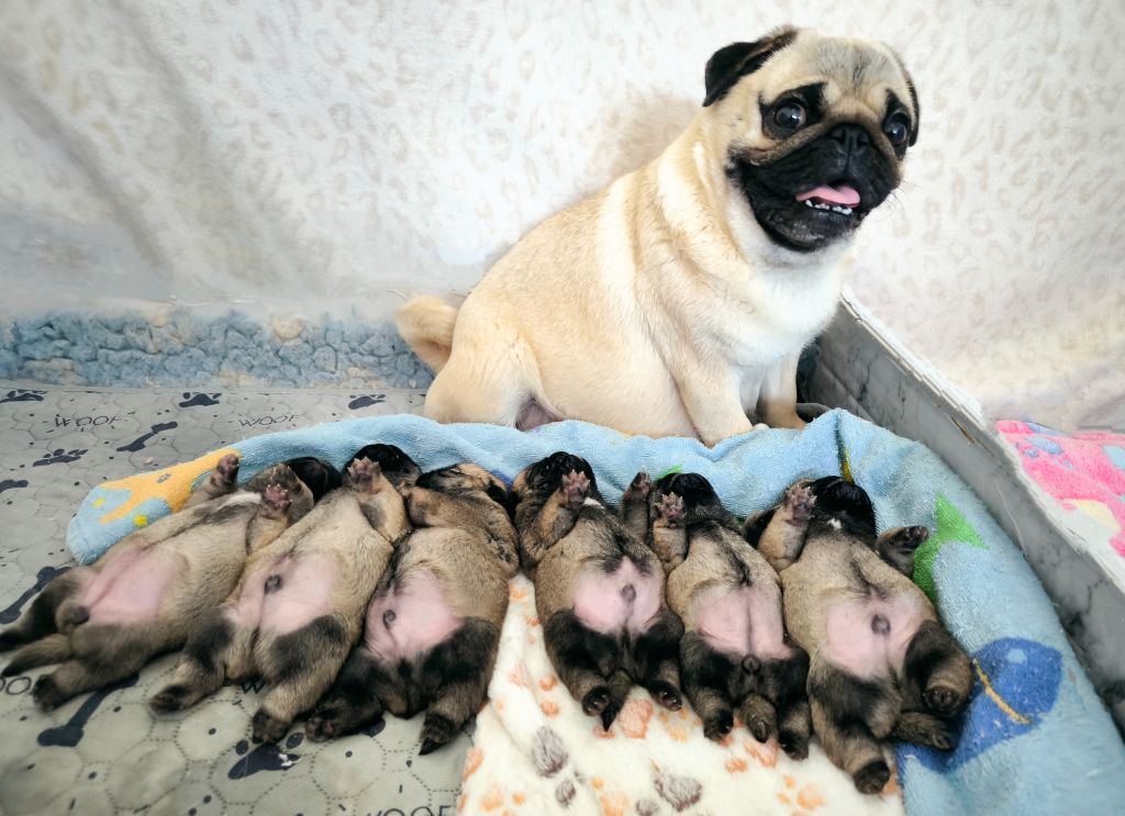 De La Gloire De Febus - Chiots disponibles - Carlin