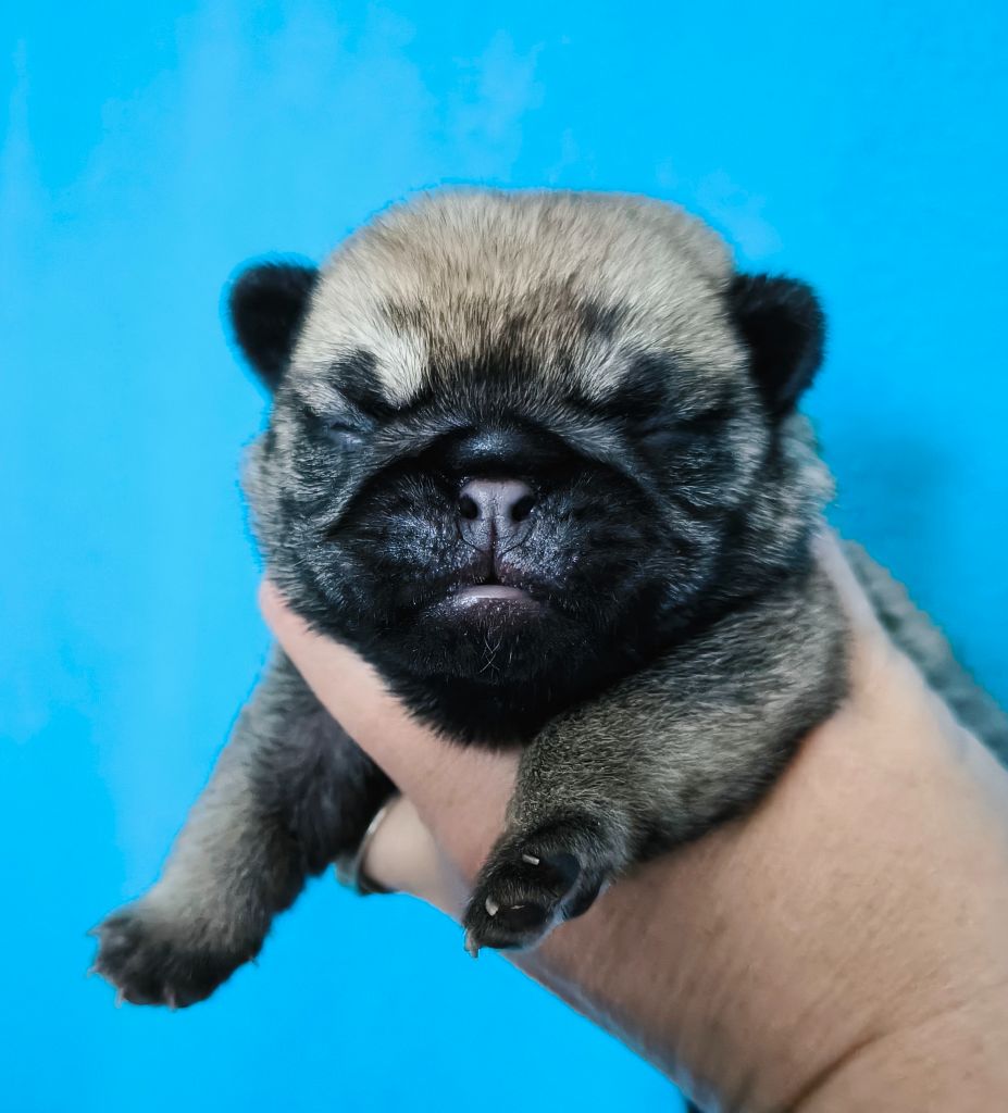 De La Gloire De Febus - Chiots disponibles - Carlin