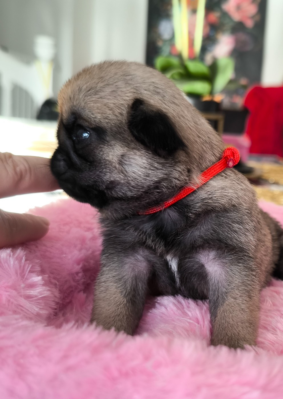 De La Gloire De Febus - Chiots disponibles - Carlin