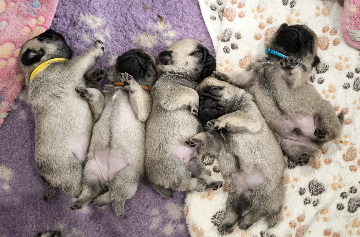 Chiot Carlin De La Gloire De Febus