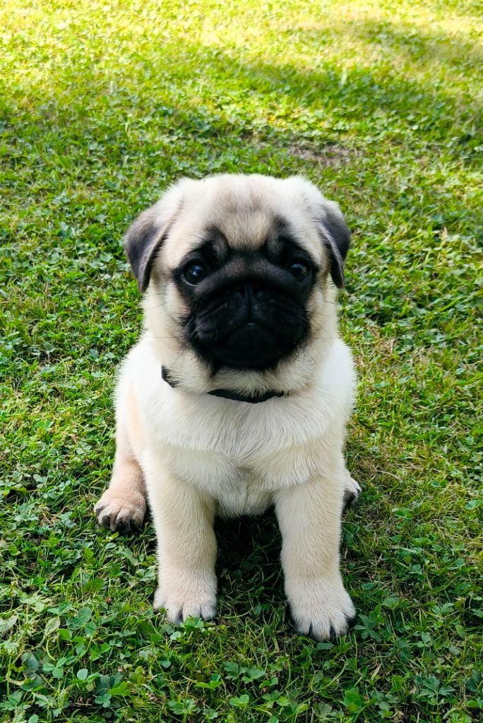 De La Gloire De Febus - Chiots disponibles - Carlin