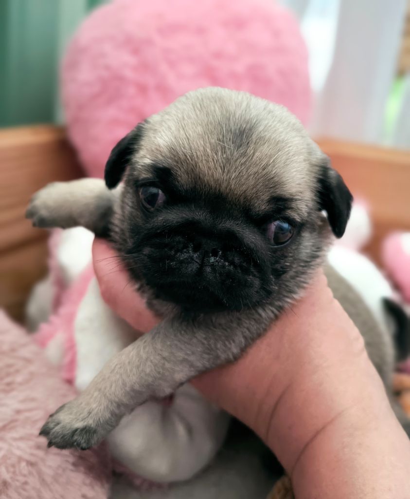 De La Gloire De Febus - Chiots disponibles - Carlin