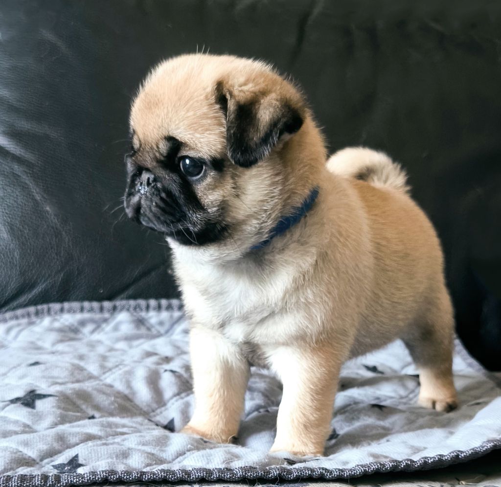 De La Gloire De Febus - Chiots disponibles - Carlin
