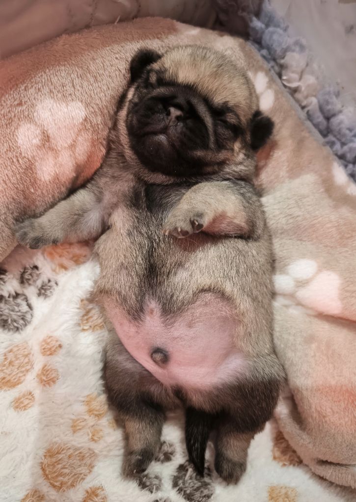 De La Gloire De Febus - Chiots disponibles - Carlin