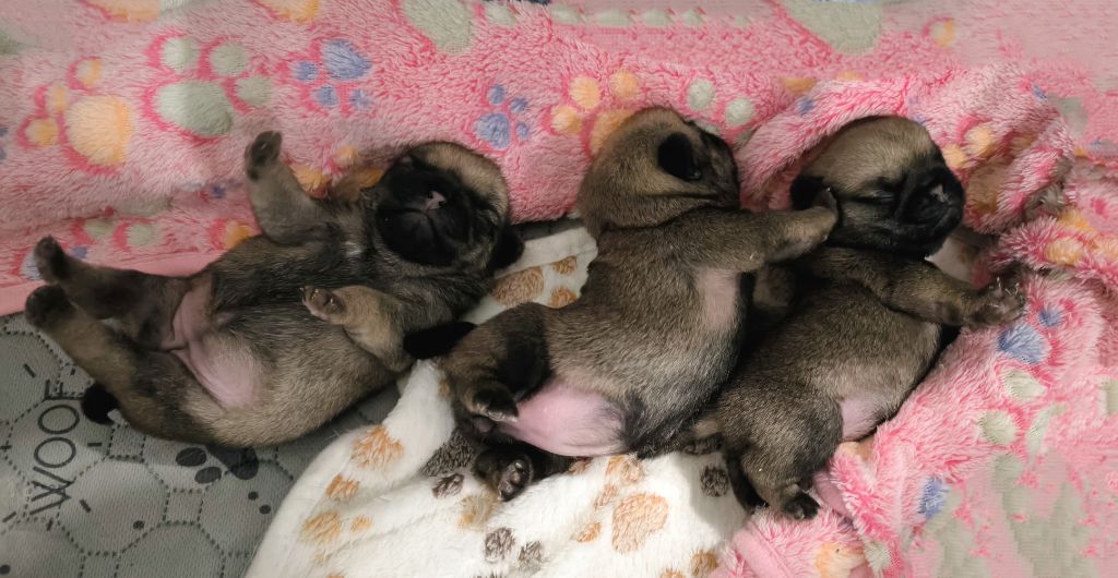 De La Gloire De Febus - Chiots disponibles - Carlin