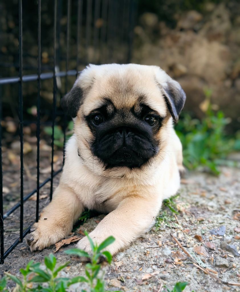 Chiot Carlin De La Gloire De Febus