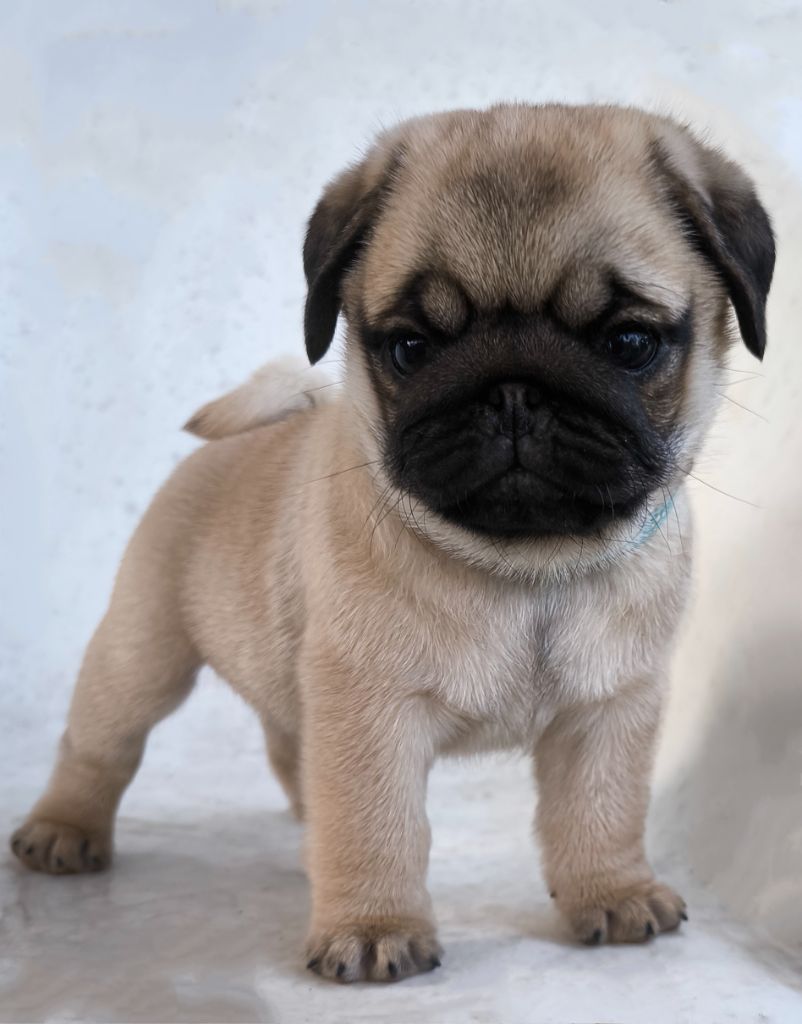 De La Gloire De Febus - Chiots disponibles - Carlin