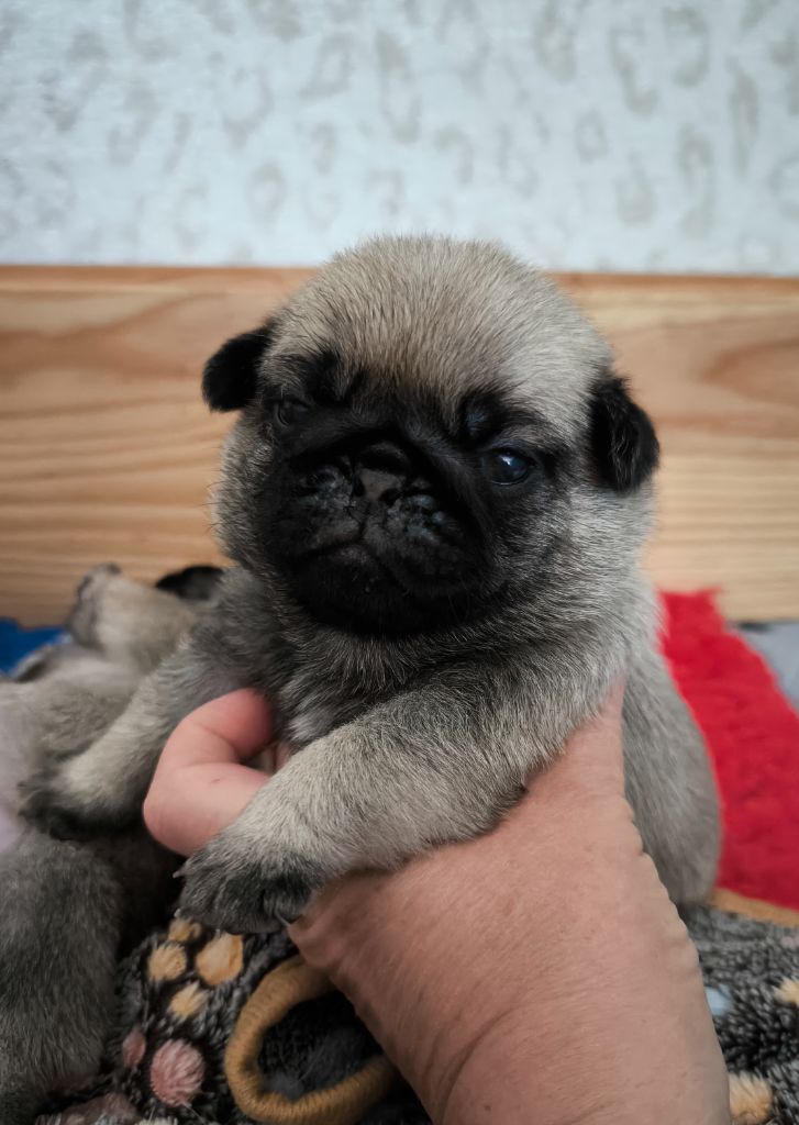 De La Gloire De Febus - Chiots disponibles - Carlin