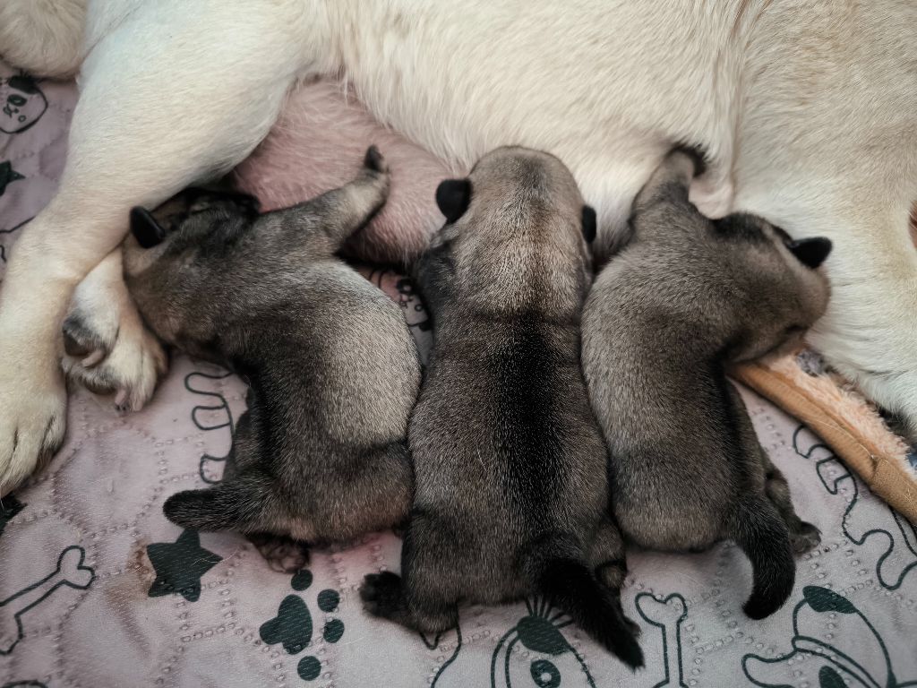 De La Gloire De Febus - Chiots disponibles - Carlin