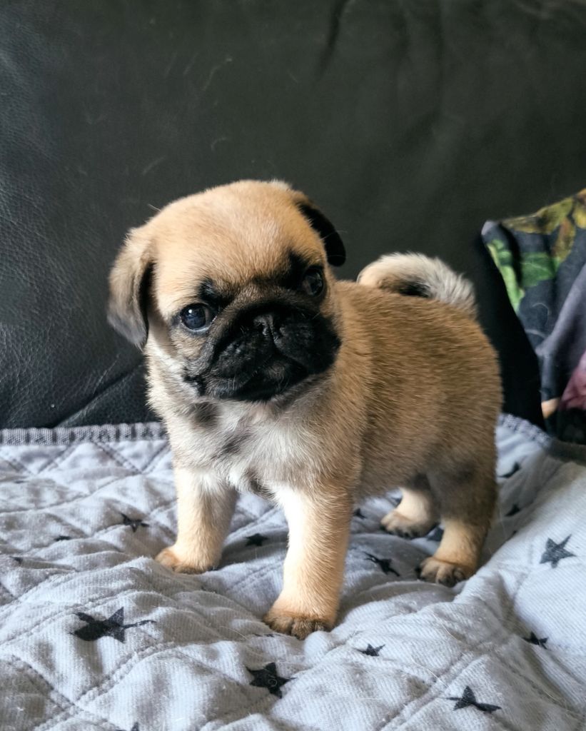 De La Gloire De Febus - Chiots disponibles - Carlin
