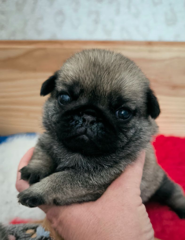 De La Gloire De Febus - Chiots disponibles - Carlin