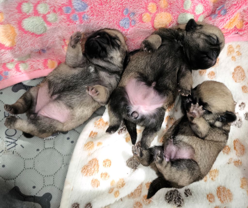 De La Gloire De Febus - Chiots disponibles - Carlin