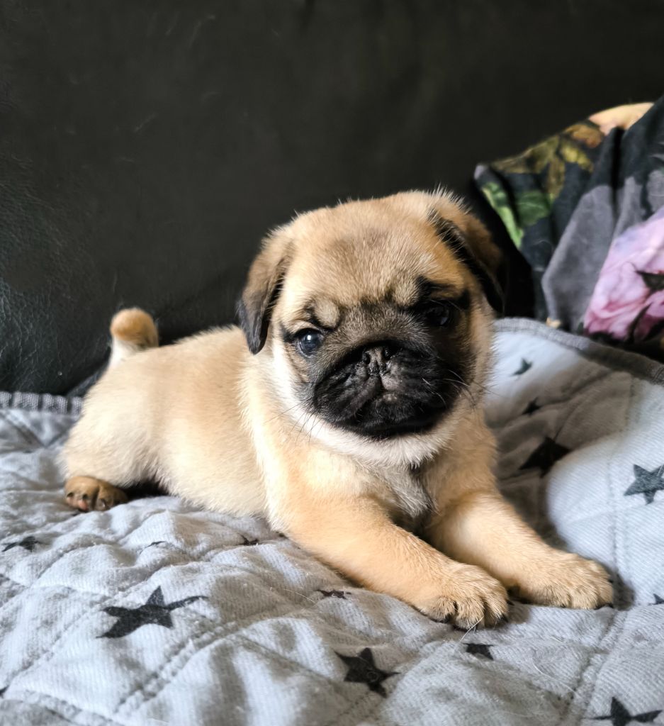 De La Gloire De Febus - Chiots disponibles - Carlin
