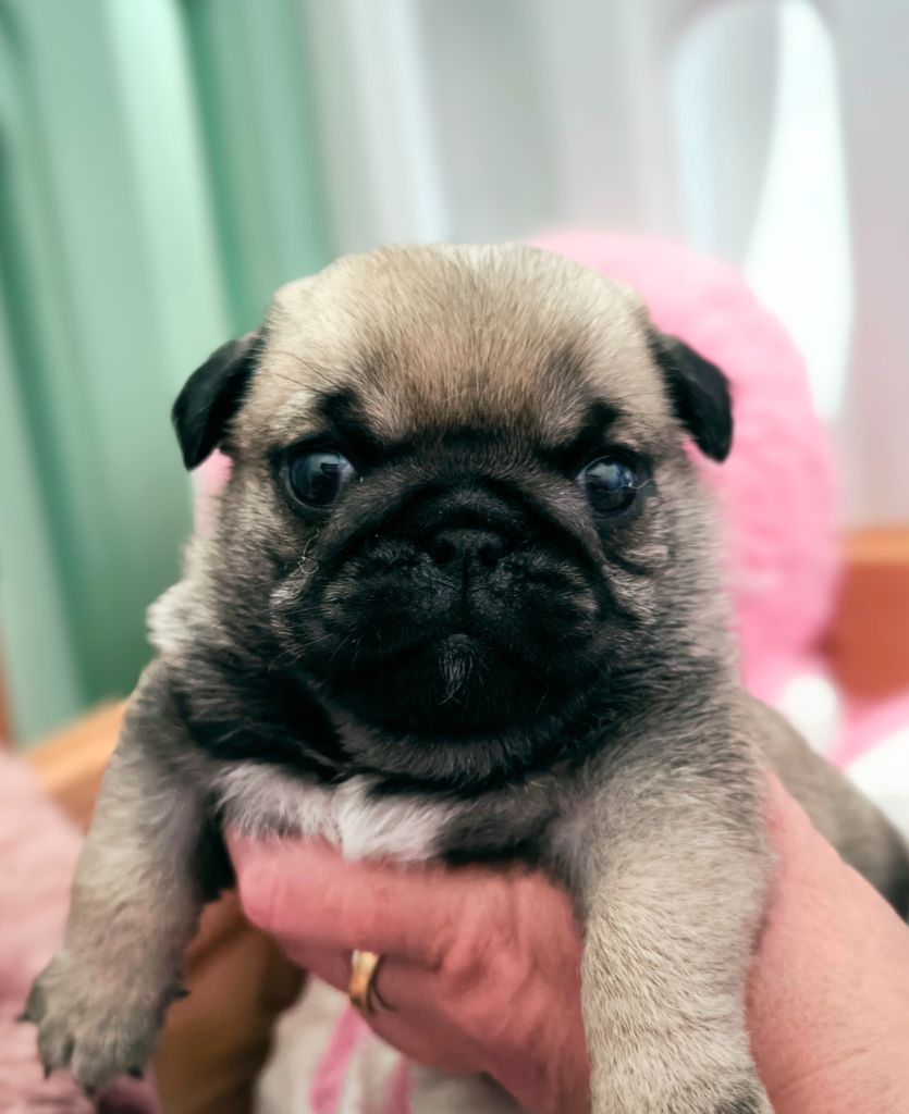 De La Gloire De Febus - Chiots disponibles - Carlin