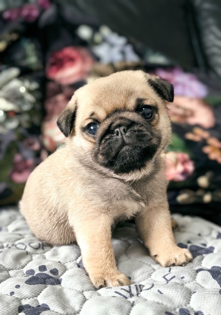 De La Gloire De Febus - Chiots disponibles - Carlin