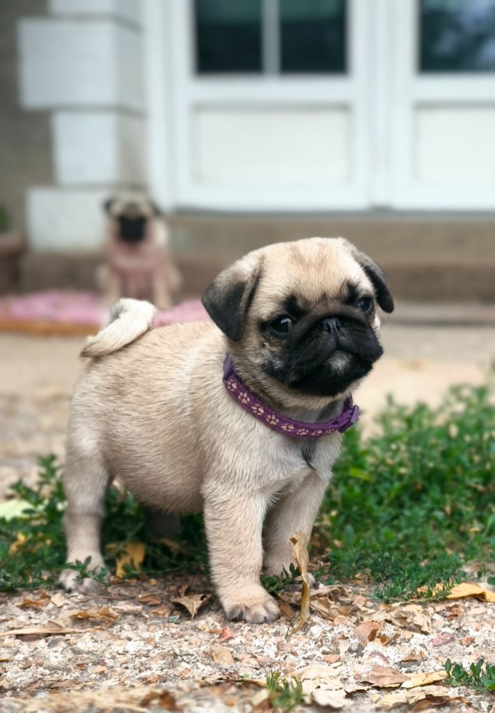 De La Gloire De Febus - Chiots disponibles - Carlin