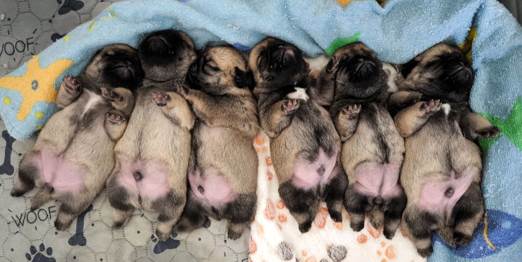 De La Gloire De Febus - Chiots disponibles - Carlin