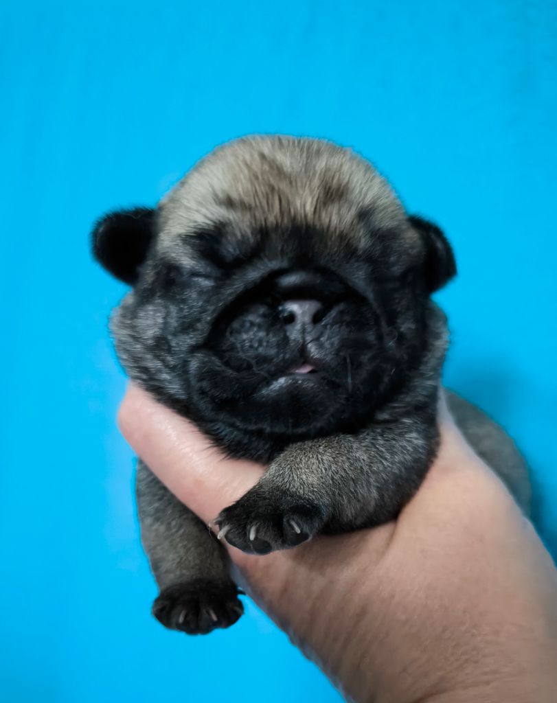 De La Gloire De Febus - Chiots disponibles - Carlin
