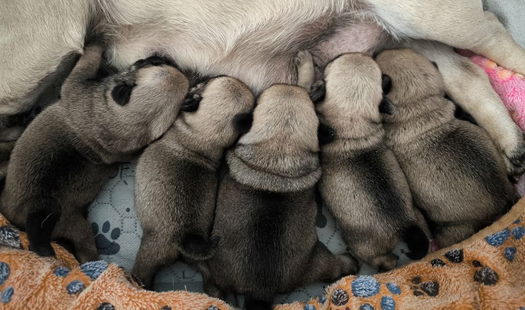 Chiot Carlin De La Gloire De Febus