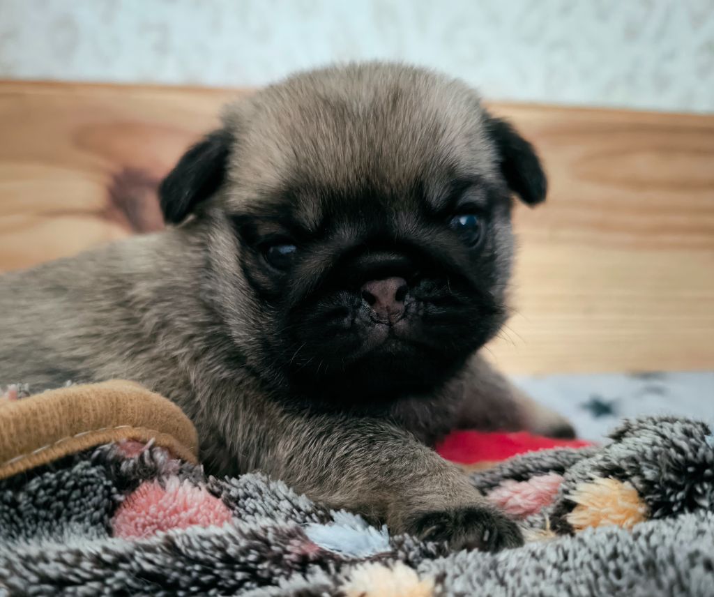 De La Gloire De Febus - Chiots disponibles - Carlin