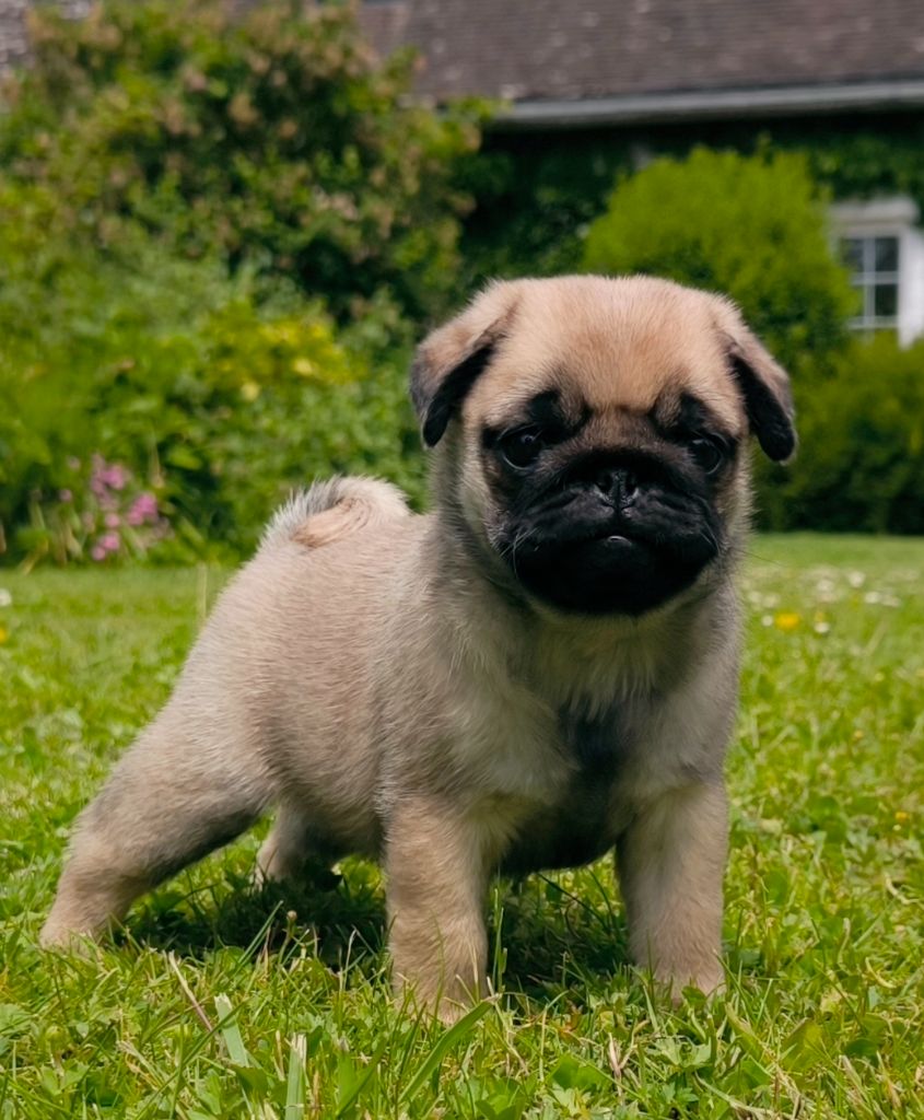 De La Gloire De Febus - Chiots disponibles - Carlin