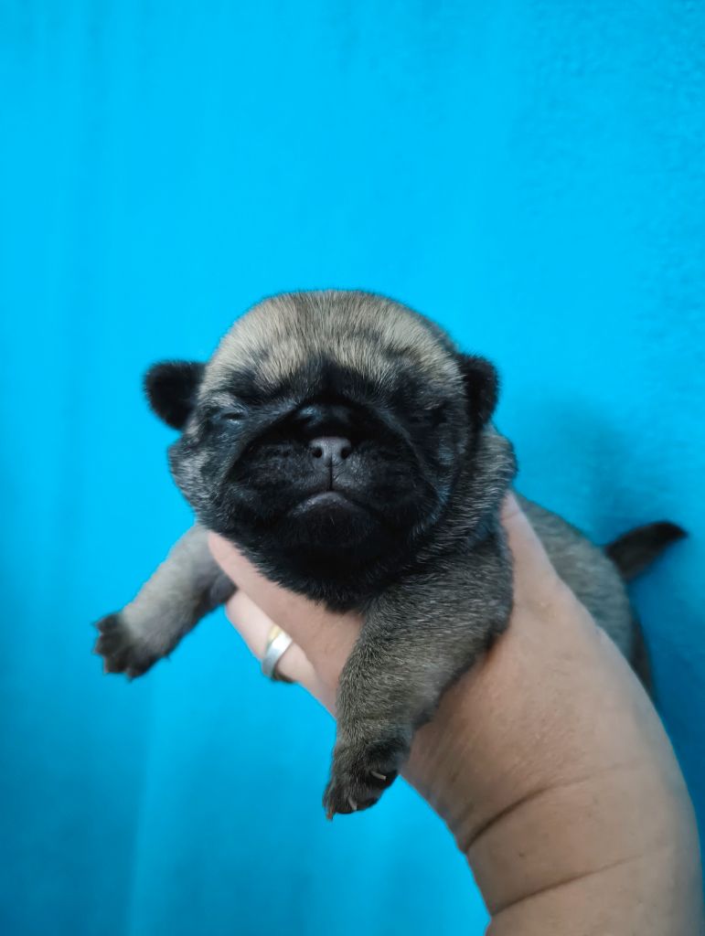 De La Gloire De Febus - Chiots disponibles - Carlin