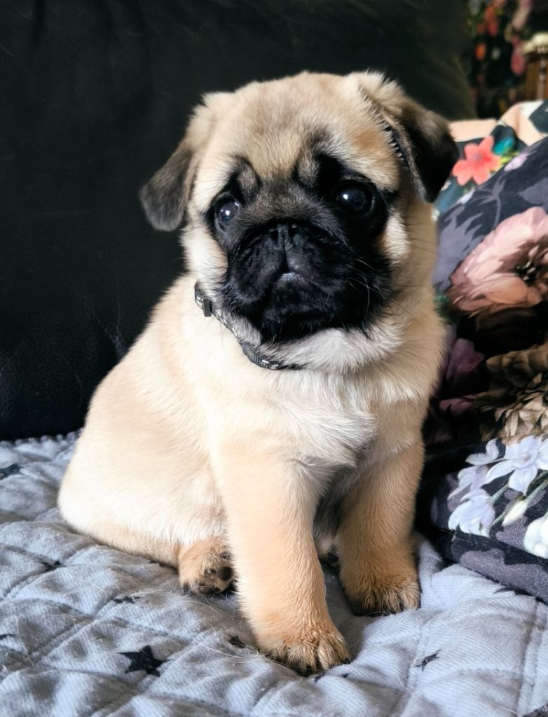 De La Gloire De Febus - Chiots disponibles - Carlin