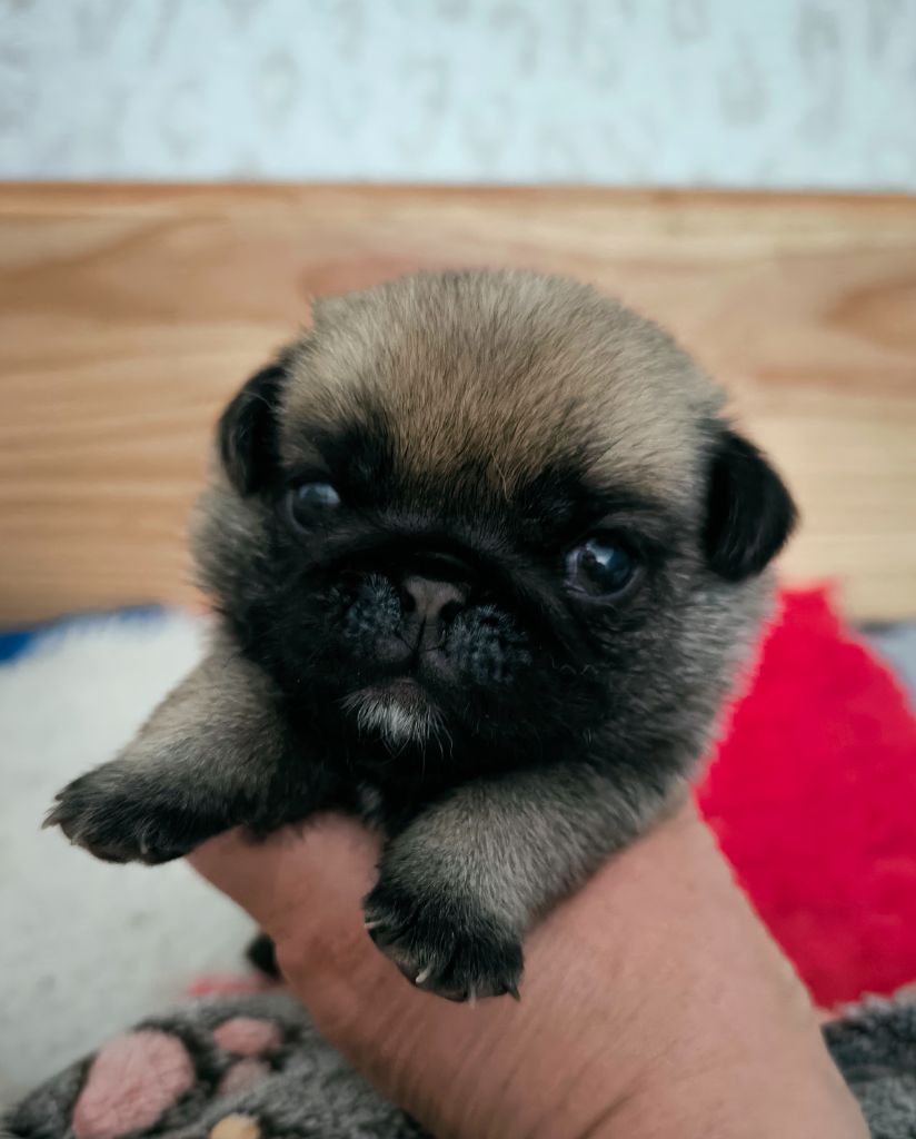 De La Gloire De Febus - Chiots disponibles - Carlin