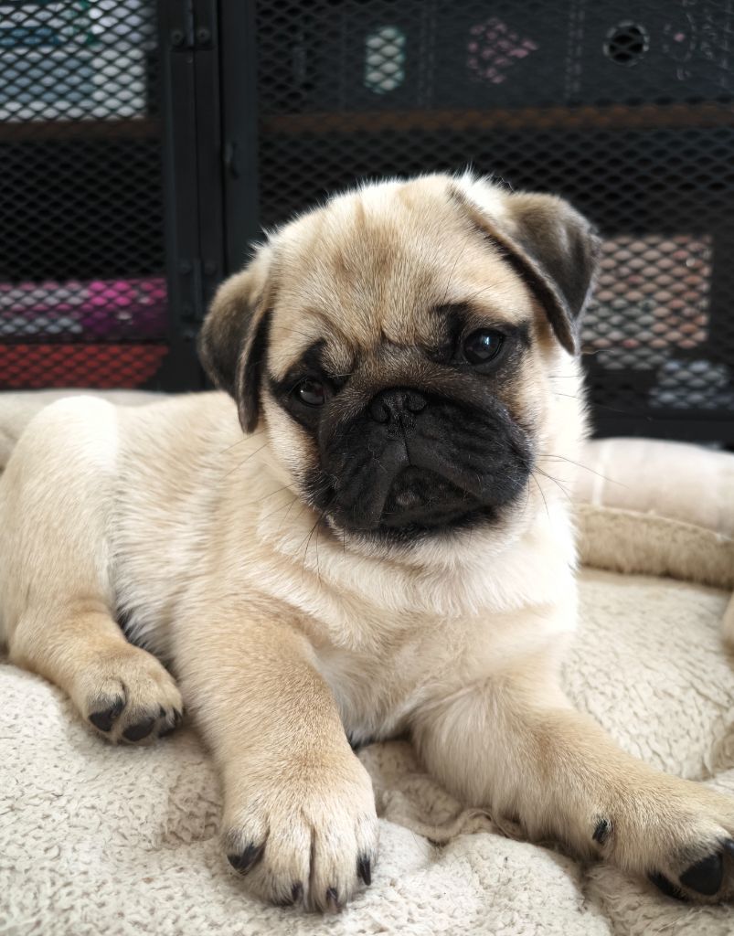 De La Gloire De Febus - Chiots disponibles - Carlin