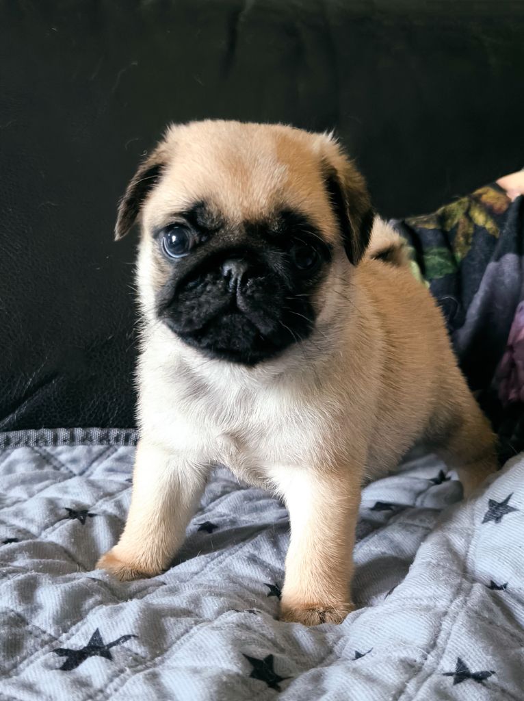De La Gloire De Febus - Chiots disponibles - Carlin