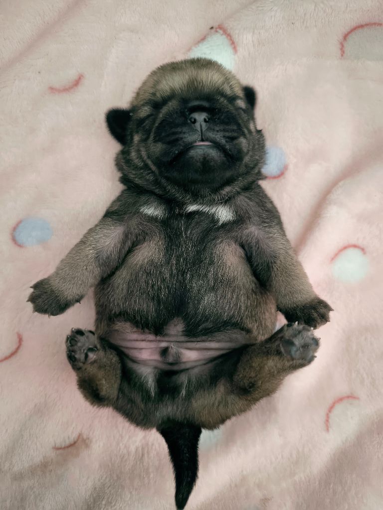 De La Gloire De Febus - Chiots disponibles - Carlin